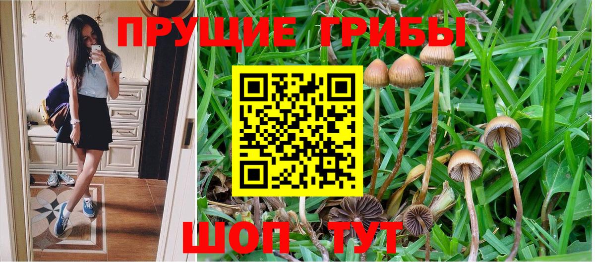Абинск  Псилоцибиновые грибы Psilocybe  Вход с VPN 