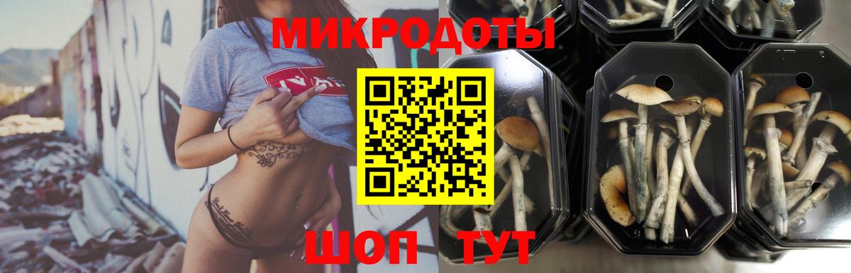 Галлюциногенные грибы Psilocybe Абинск